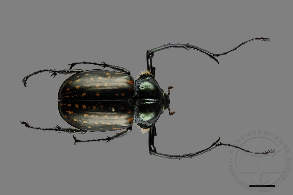 Cheirotonus macleayi formosanus Ohaus (Formosan Long-armed Scarab